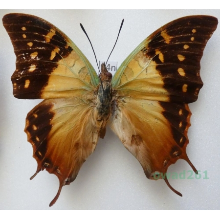 Charaxes cowani Butler, 1878 Senegal 78mm94n